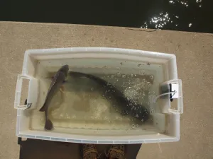 Image of Fishing at the North Shore